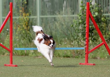Papillon köpek çeviklik eğitim