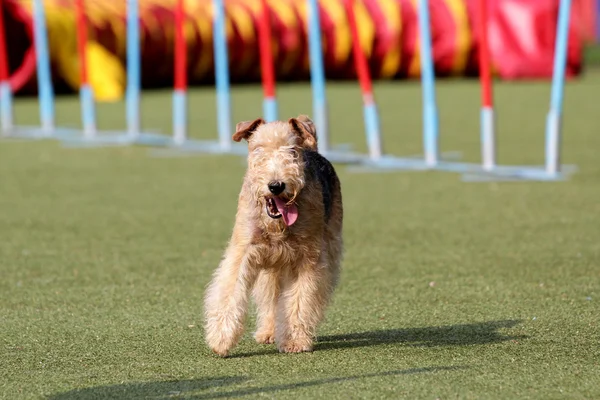 Lakeland korkunç köpek çeviklik eğitim — Stok fotoğraf