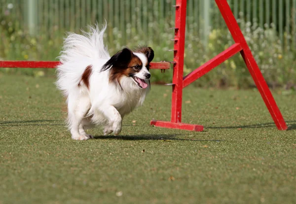 Papillon köpek çeviklik eğitim — Stok fotoğraf