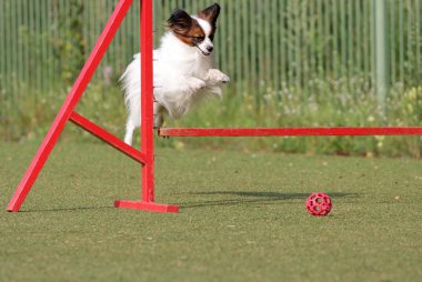 Papillon köpek çeviklik eğitim