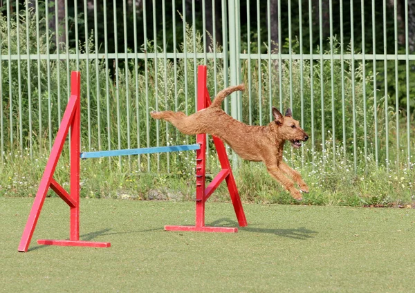 Der irische Terrier beim Training der Beweglichkeit des Hundes — Stockfoto