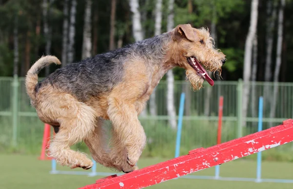 Terrier di Lakeland all'atto di formazione di agilità di Cane — Foto Stock