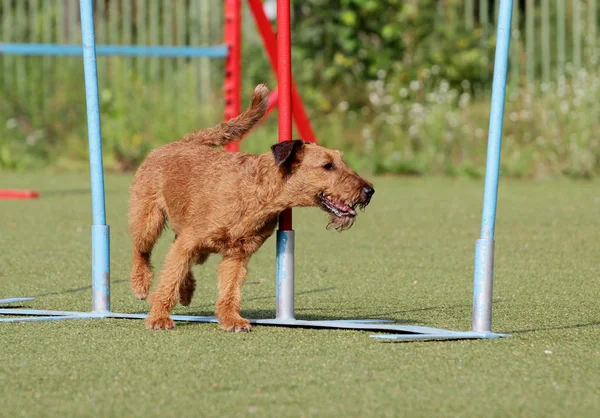 Irländsk terrier vid träning av hund agility — Stockfoto