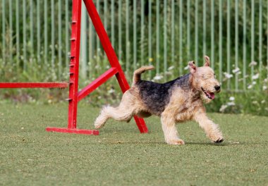 Lakeland korkunç köpek çeviklik eğitim