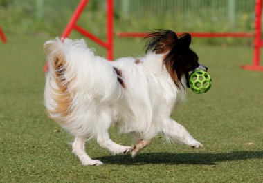 Papillon köpek çeviklik eğitim