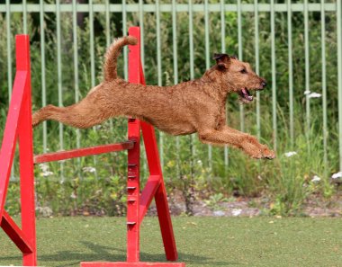 Eğitim köpek çeviklik, İrlandalı korkunç
