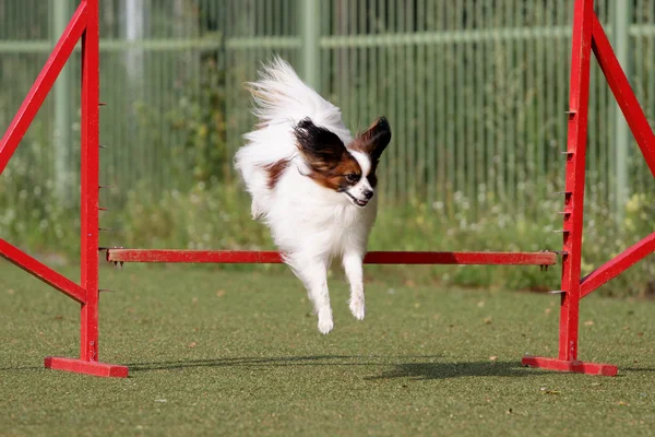 Il Papillon all'atto di formazione di agilità di Cane — Foto Stock