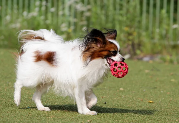 O Papillon em treinamento de agilidade de Cão — Fotografia de Stock