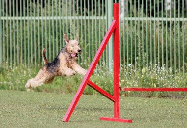 Lakeland Terrier at training of Dog agility clipart