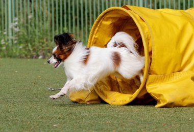 Papillon köpek çeviklik eğitim