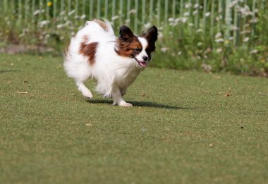 Papillon köpek çeviklik eğitim