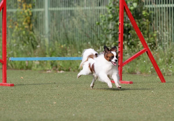 Papillon köpek çeviklik eğitim — Stok fotoğraf