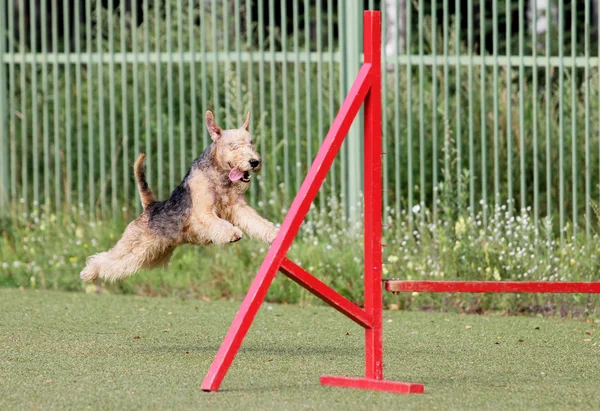 Lakeland korkunç köpek çeviklik eğitim — Stok fotoğraf