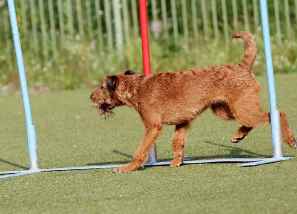 Eğitim köpek çeviklik, İrlandalı korkunç — Stok fotoğraf