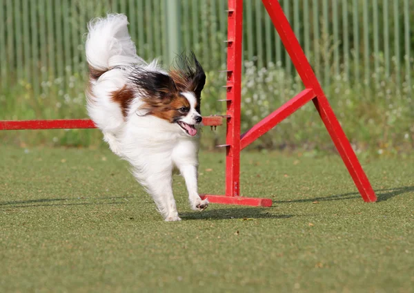 Il Papillon all'atto di formazione di agilità di Cane — Foto Stock