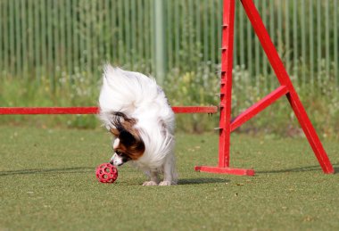 Papillon köpek çeviklik eğitim