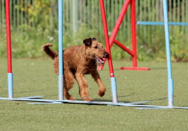 Eğitim köpek çeviklik, İrlandalı korkunç