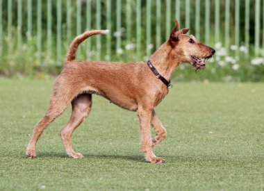Eğitim köpek çeviklik, İrlandalı korkunç