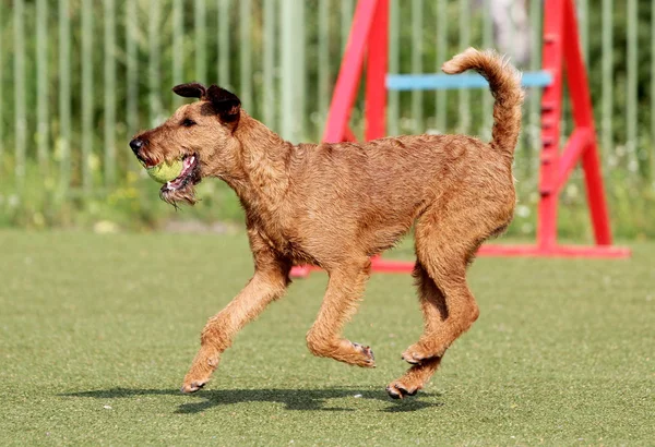 El terrier irlandés en el entrenamiento de la agilidad Perro — Foto de Stock