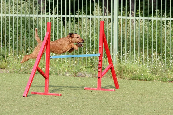 O terrier irlandês em treinamento de agilidade de Cão — Fotografia de Stock