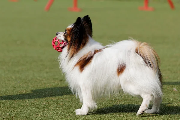 犬の敏捷の訓練でパピヨン — ストック写真