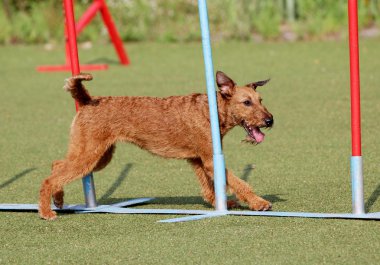 Eğitim köpek çeviklik, İrlandalı korkunç