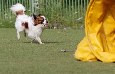 Papillon köpek çeviklik eğitim