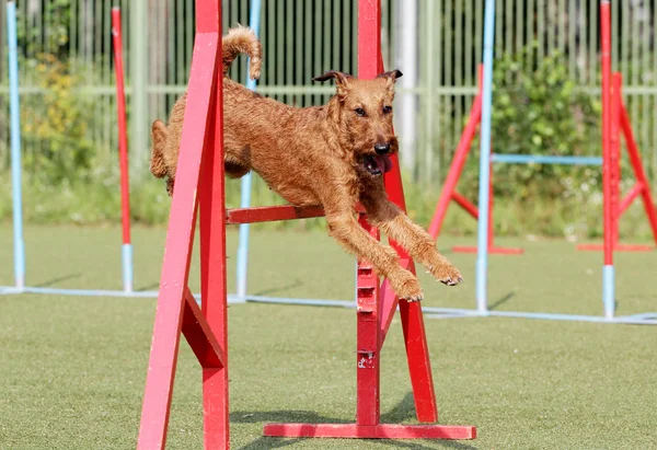 Eğitim köpek çeviklik, İrlandalı korkunç