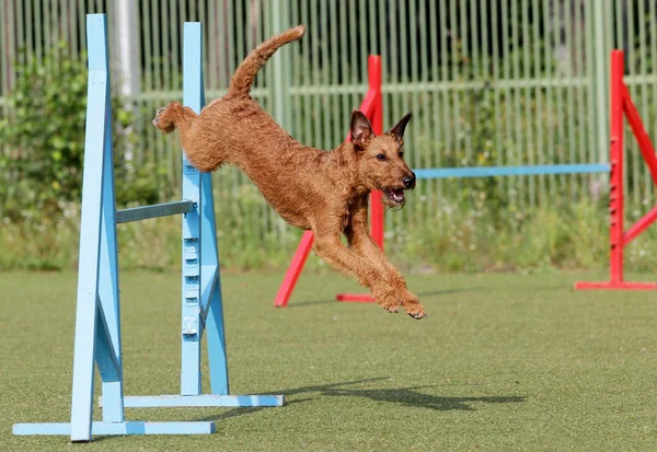 El terrier irlandés en el entrenamiento de la agilidad Perro — Foto de Stock