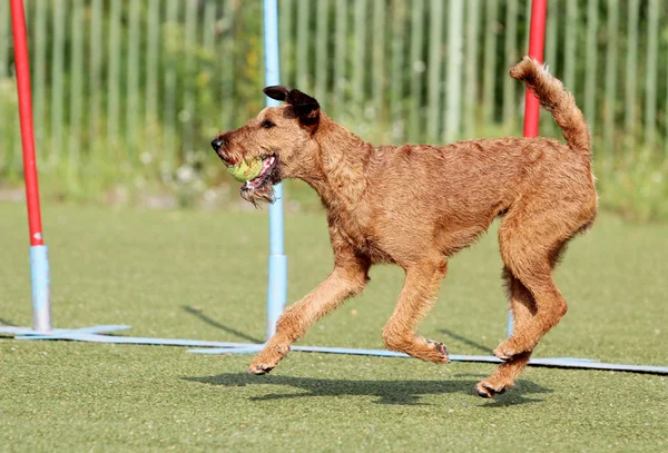 Az ír terrier, kutya agilitás képzés — Stock Fotó