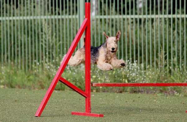 Lakeland korkunç köpek çeviklik eğitim — Stok fotoğraf