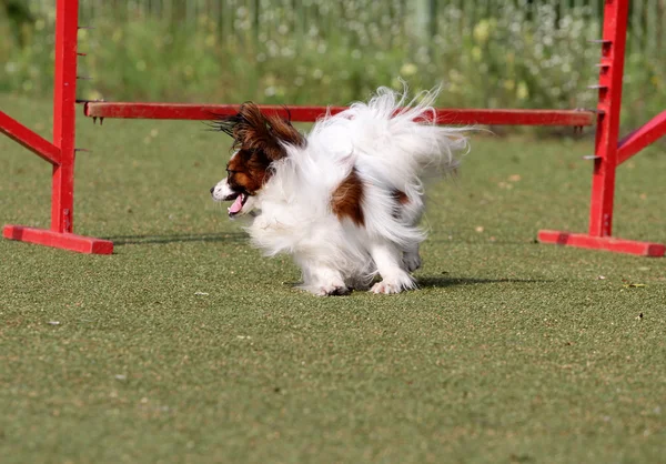 O Papillon em treinamento de agilidade de Cão — Fotografia de Stock