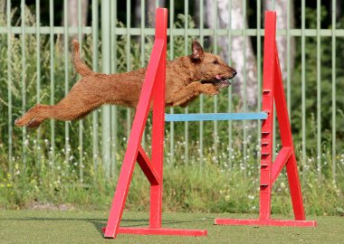 Eğitim köpek çeviklik, İrlandalı korkunç