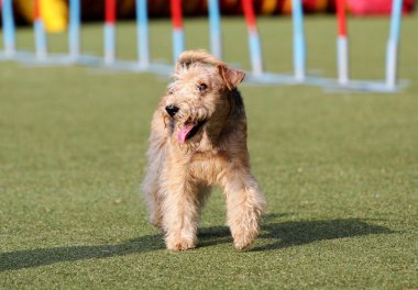 Lakeland korkunç köpek çeviklik eğitim