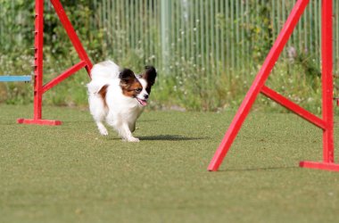 Papillon köpek çeviklik eğitim