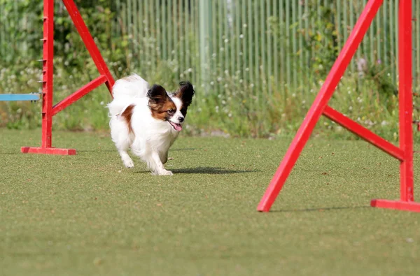 Papillon på utbildning av hund agility — Stockfoto