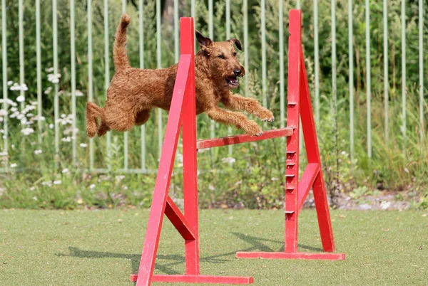 Az ír terrier, kutya agilitás képzés — Stock Fotó