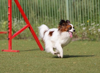 Papillon köpek çeviklik eğitim