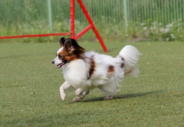 Papillon köpek çeviklik eğitim
