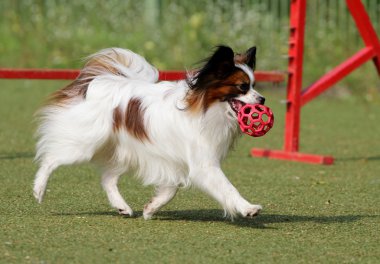 Papillon köpek çeviklik eğitim