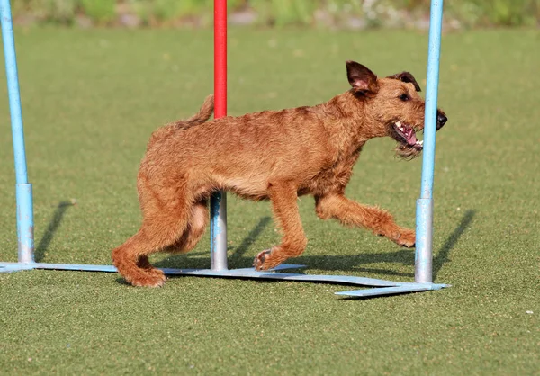 アイリッシュ ・ テリア犬の敏捷の訓練で — ストック写真