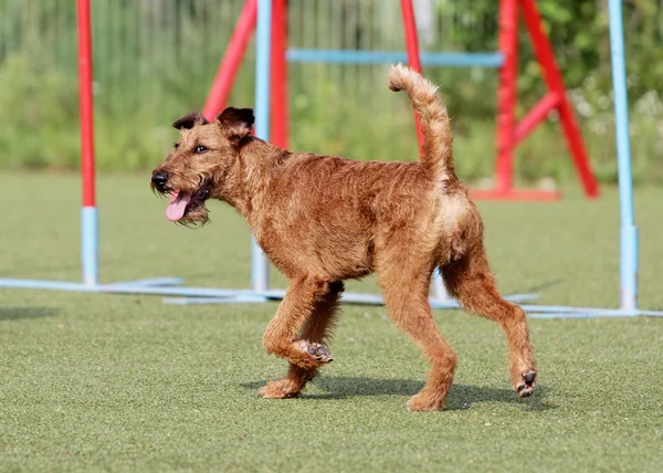 El terrier irlandés en el entrenamiento de la agilidad Perro — Foto de Stock