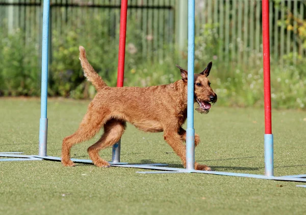 O terrier irlandês em treinamento de agilidade de Cão — Fotografia de Stock