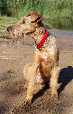 Belgili tanımlık İrlandalı korkunç yolda