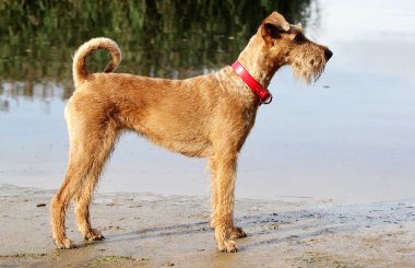 Belgili tanımlık İrlandalı korkunç yolda