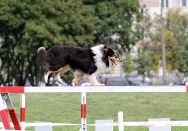 Köpek çeviklik eğitim, sığınak