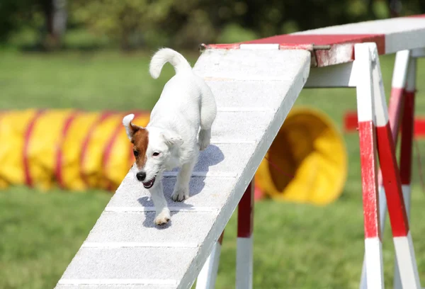 Hond van de Jack Russell Terriër op de behendigheid opleiding — Stockfoto