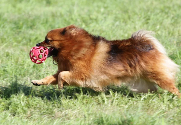 Собака в шпіц грає на газон — стокове фото