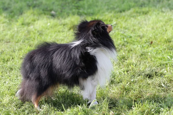 Hund av Sheltien vid agility träning — Stockfoto