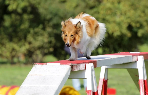 Dog of the Sheltie no treinamento de agilidade — Fotografia de Stock